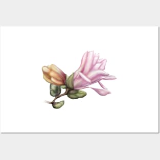 Magnolia Illustration Posters and Art